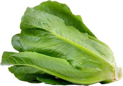 Green Rome Leaf Lettuce 1LB