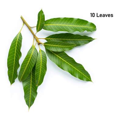 Mango Leaves Bunch - 10 Leaves 10 leaves - Dallaspuram Santha DFW